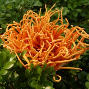 Đông trùng hạ thảo tươi nguyên hộp